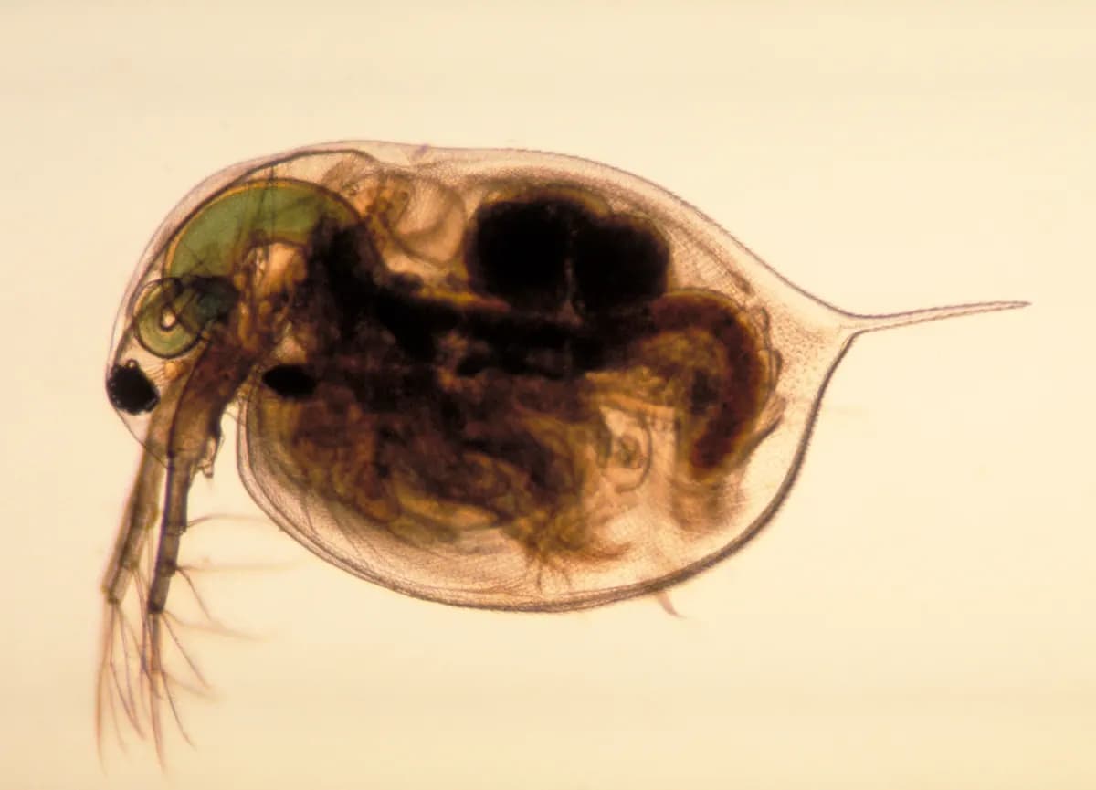 Mikroskop altında görülen, gövdesi saydam bir su piresi (Daphnia)