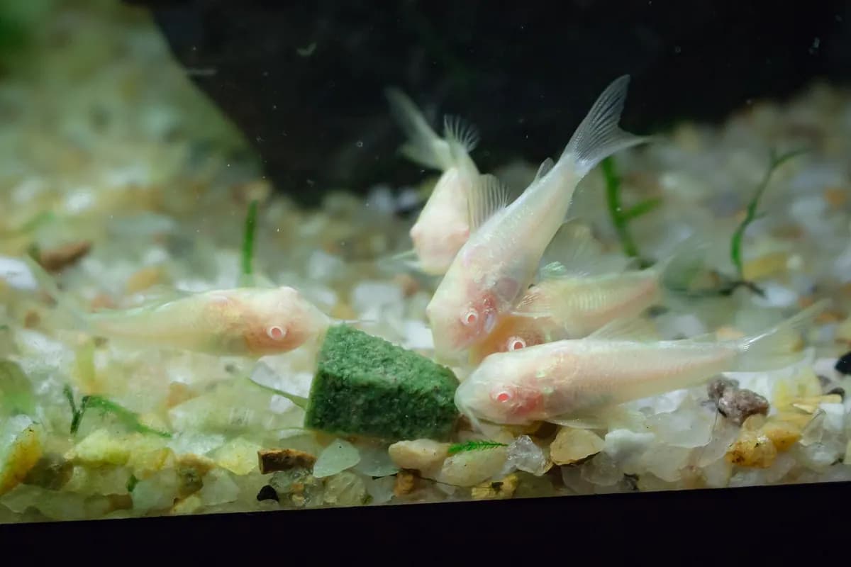 Zeminde bir yem tabletinin etrafında toplanmış albino bronz corydoras grubu