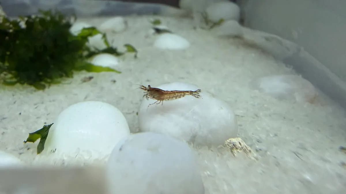 Beyaz çakıllar arasında duran kahverengimsi, yabani renkli bir Neocaridina karidesi