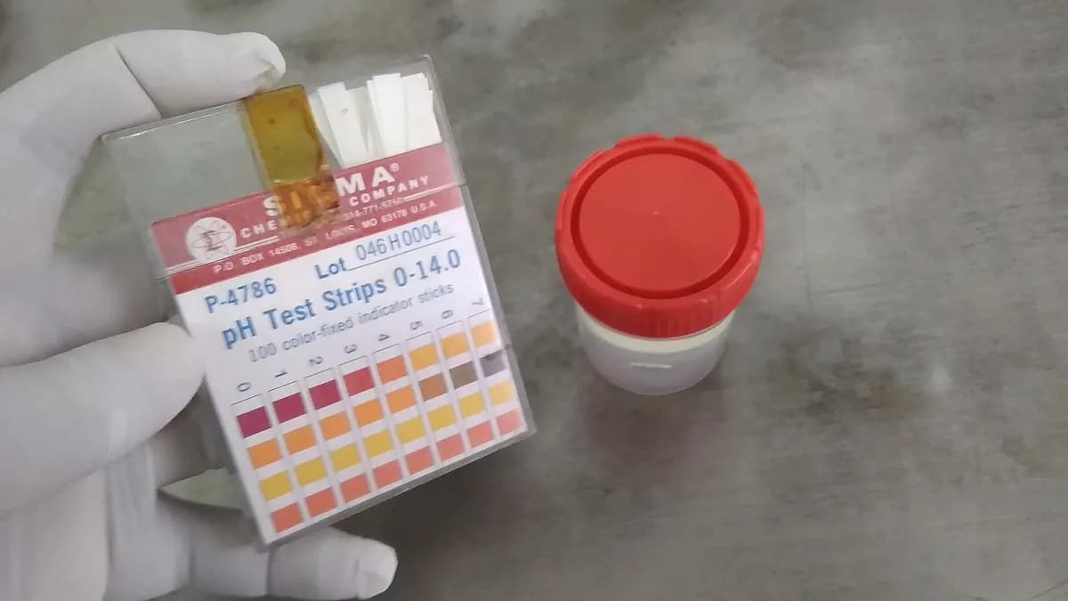 Renk skalası basılı kutusundan çıkarılan pH test şeritleri ve numune kabı