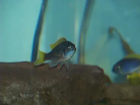 Acei (Pseudotropheus sp. 'acei')