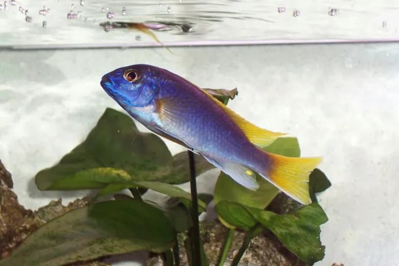 Acei (Pseudotropheus sp. 'acei')