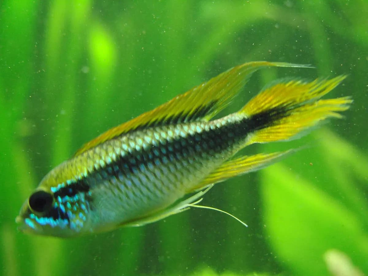 Agassizi apistogramma (Apistogramma agassizii)