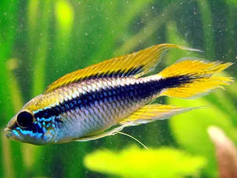 Agassizi apistogramma (Apistogramma agassizii)