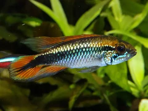 Agassizi apistogramma (Apistogramma agassizii)