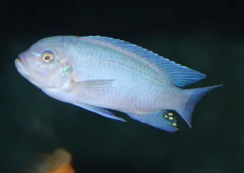 Ahli (Sciaenochromis fryeri)