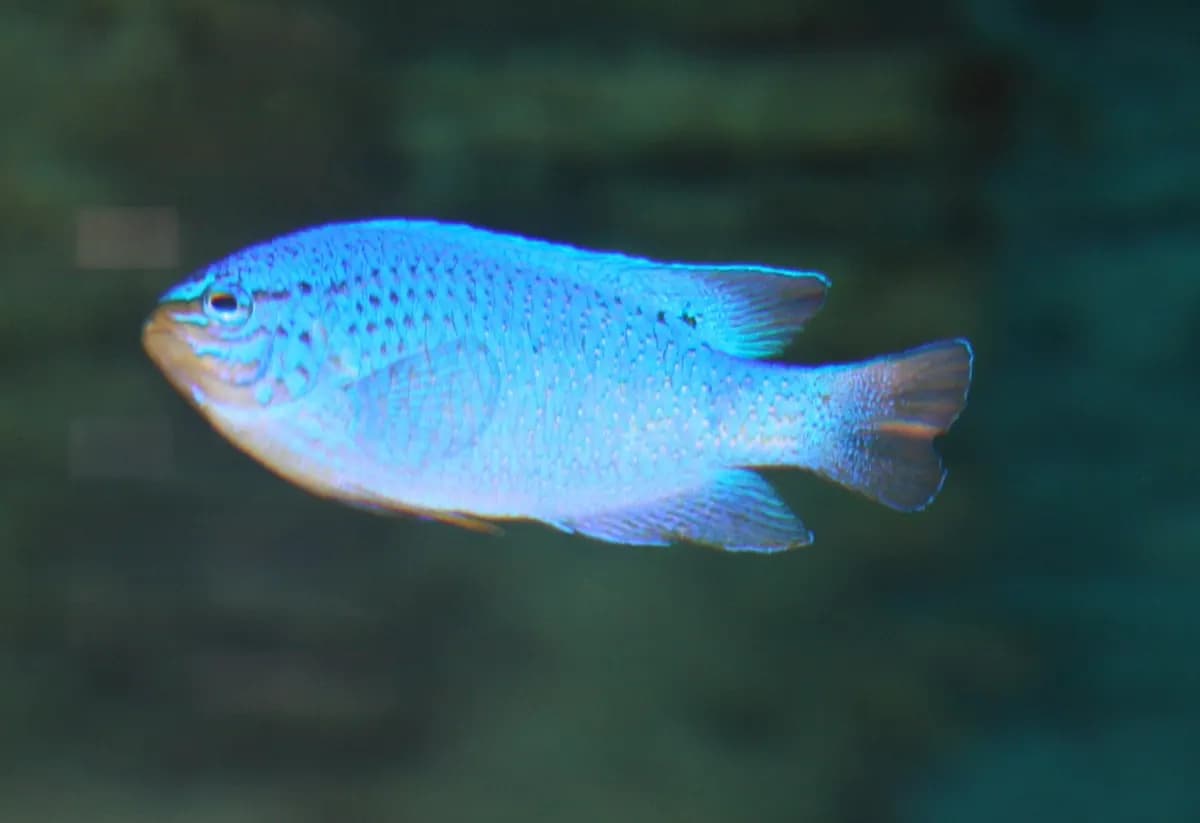 Ahli (Sciaenochromis fryeri)