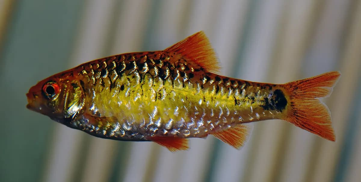 Altın barbus (Barbodes semifasciolatus)