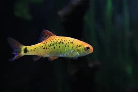 Altın barbus (Barbodes semifasciolatus)