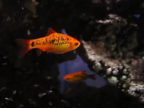 Altın barbus (Barbodes semifasciolatus)