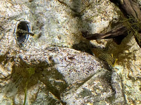 Altın nugget vatoz (Baryancistrus xanthellus)