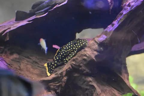 Altın nugget vatoz (Baryancistrus xanthellus)