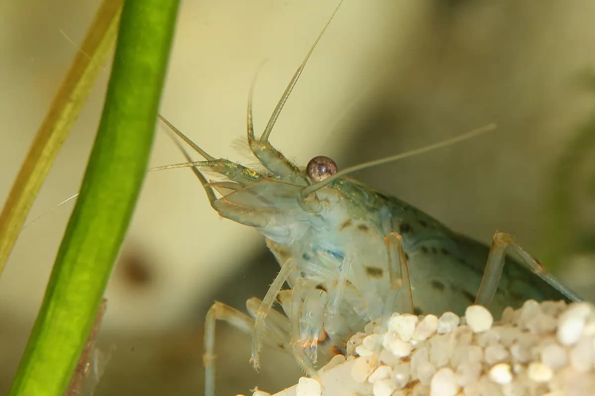 Amano karidesi (Caridina multidentata)