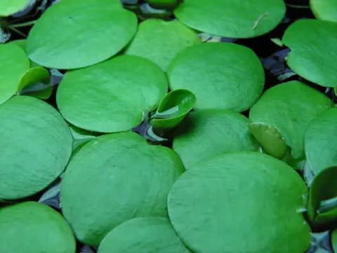 Amazon frogbit (Limnobium laevigatum)