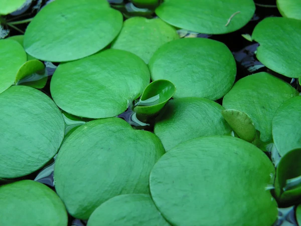 Amazon frogbit (Limnobium laevigatum)