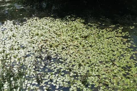 Amazon frogbit (Limnobium laevigatum)