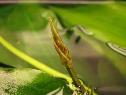 Amazon kılıcı (Echinodorus grisebachii 'Bleherae')