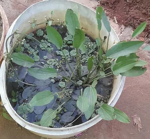 Amazon kılıcı (Echinodorus grisebachii 'Bleherae')