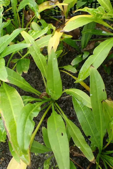 Amazon kılıcı (Echinodorus grisebachii 'Bleherae')