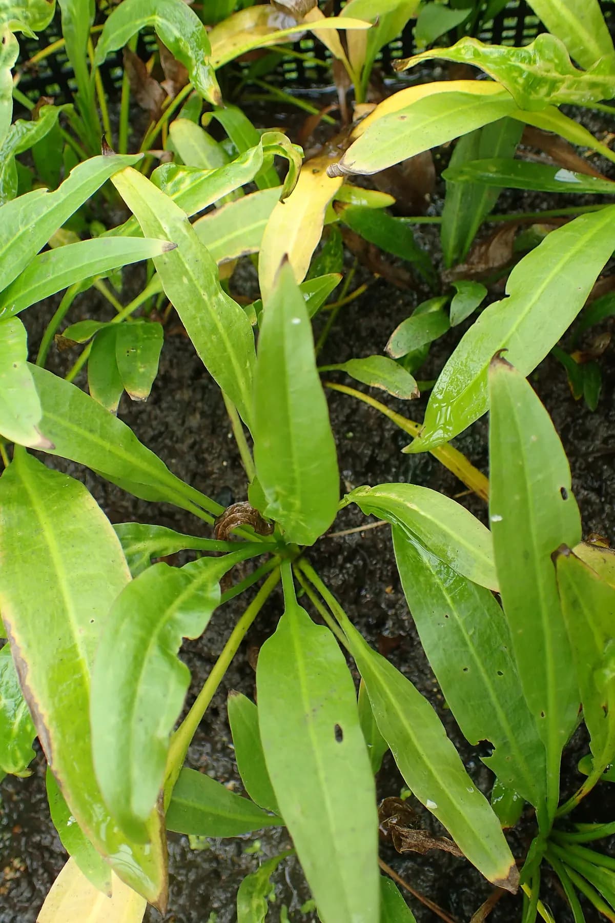 Amazon kılıcı (Echinodorus grisebachii 'Bleherae')