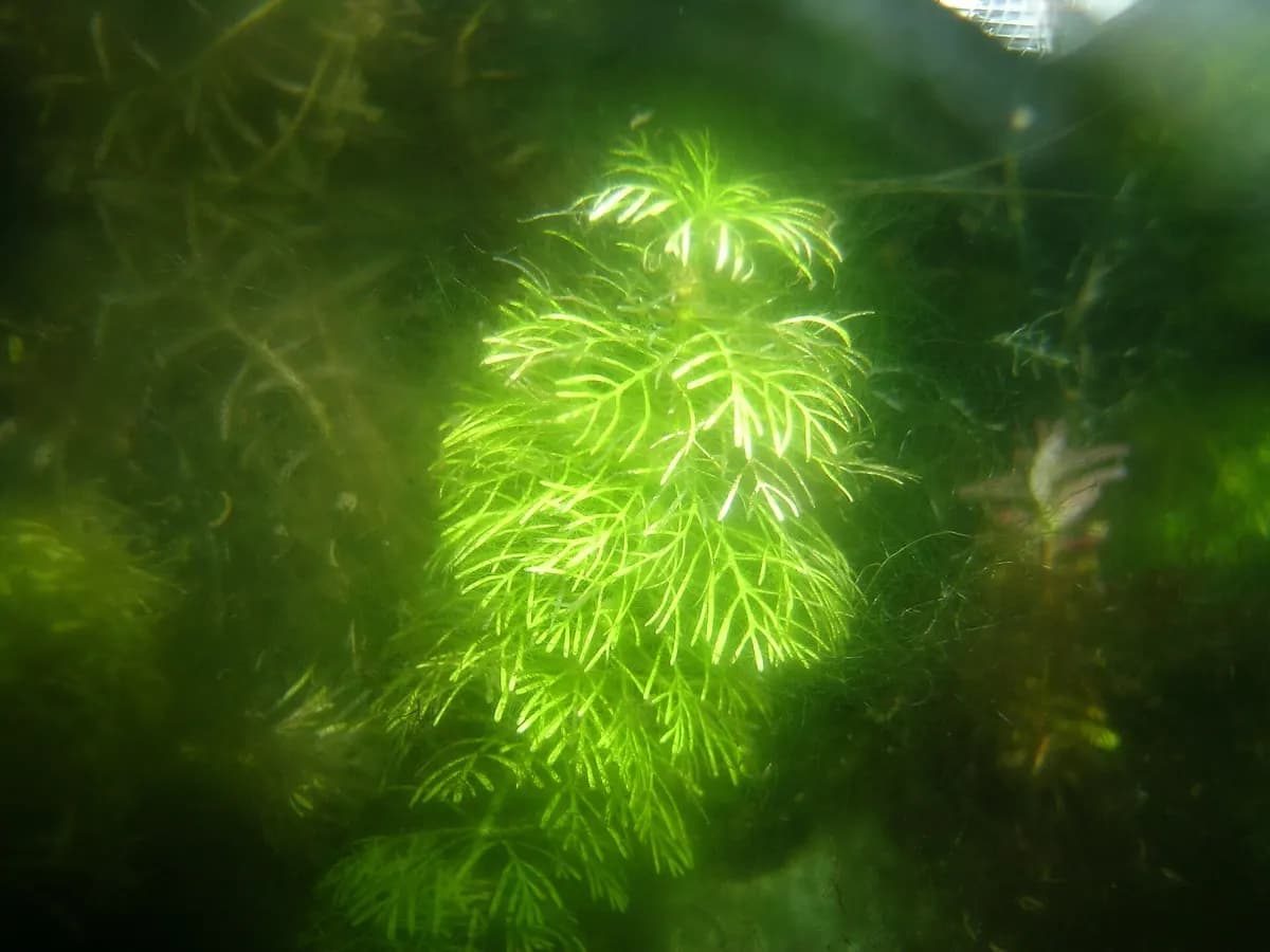 Ambulia (Limnophila sessiliflora)