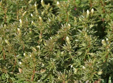 Ambulia (Limnophila sessiliflora)