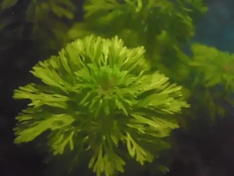 Ambulia (Limnophila sessiliflora)