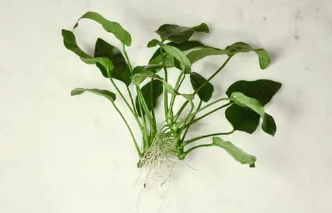 Anubias nana (Anubias barteri var. nana)