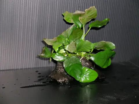 Anubias nana (Anubias barteri var. nana)