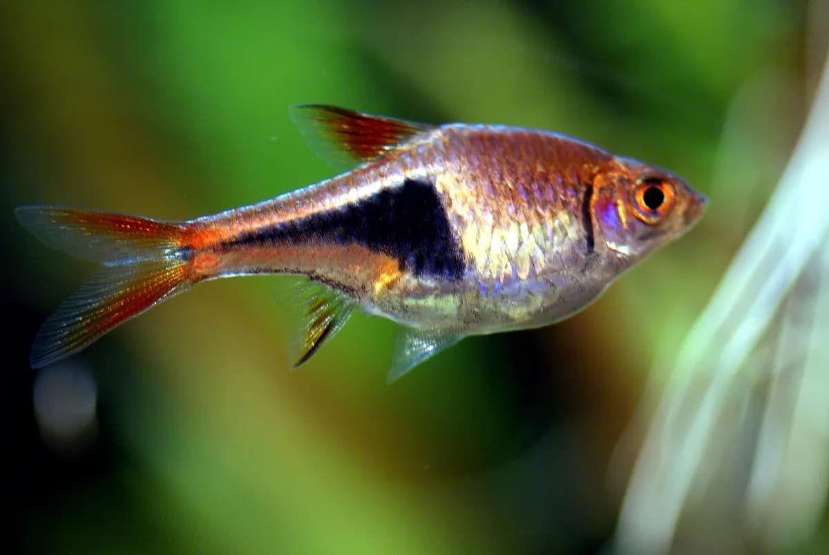 Arlekin rasbora (Trigonostigma heteromorpha)