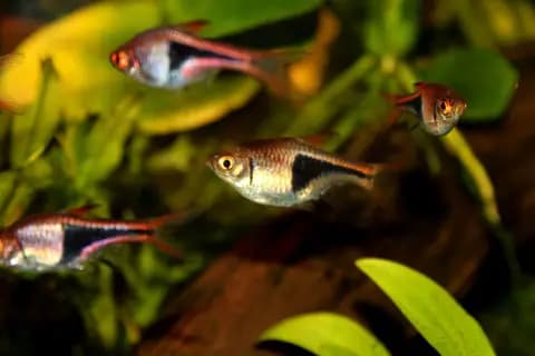 Arlekin rasbora (Trigonostigma heteromorpha)