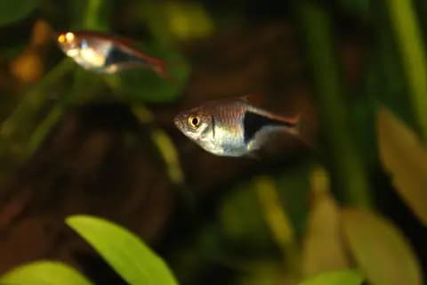 Arlekin rasbora (Trigonostigma heteromorpha)