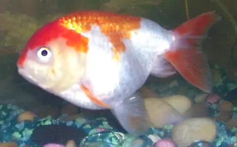 Aslan başı (Carassius auratus)
