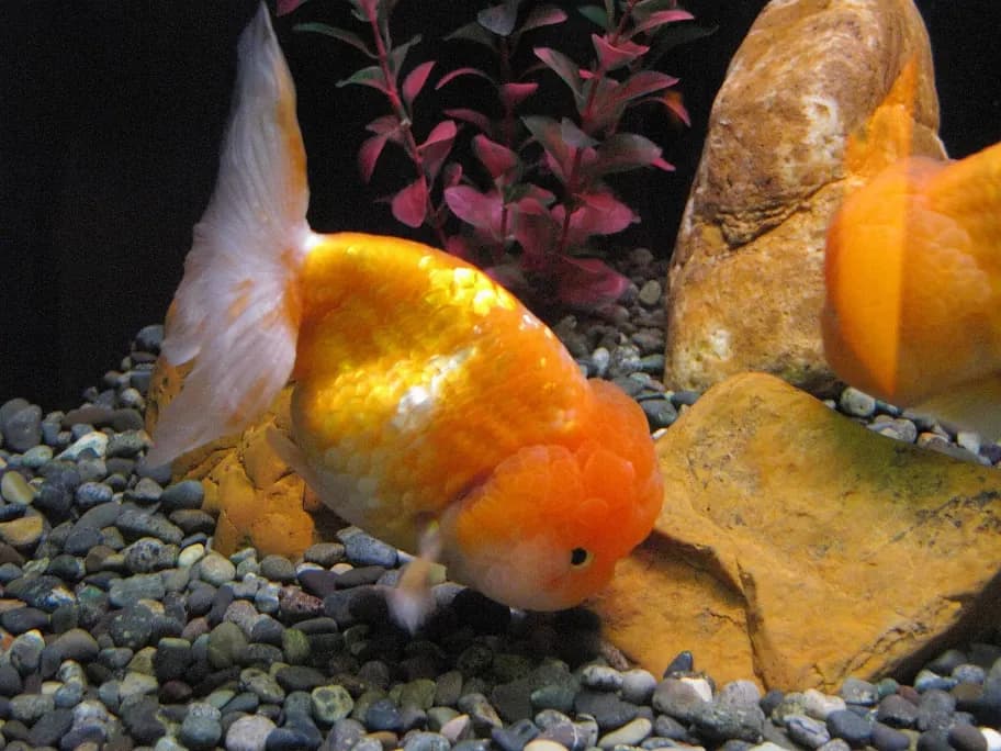 Aslan başı (Carassius auratus)