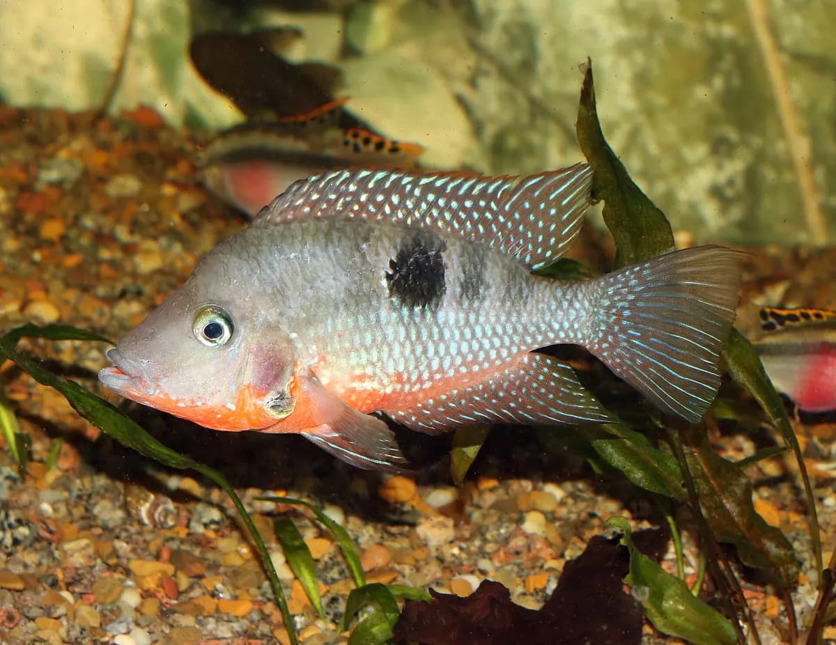 Ateş ağızlı ciklet (Thorichthys meeki)
