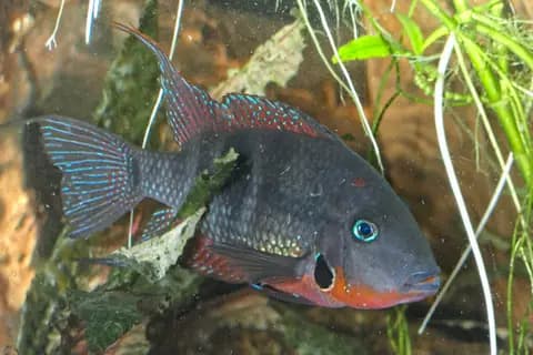 Ateş ağızlı ciklet (Thorichthys meeki)