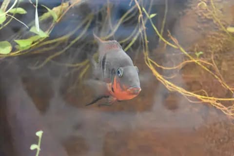 Ateş ağızlı ciklet (Thorichthys meeki)