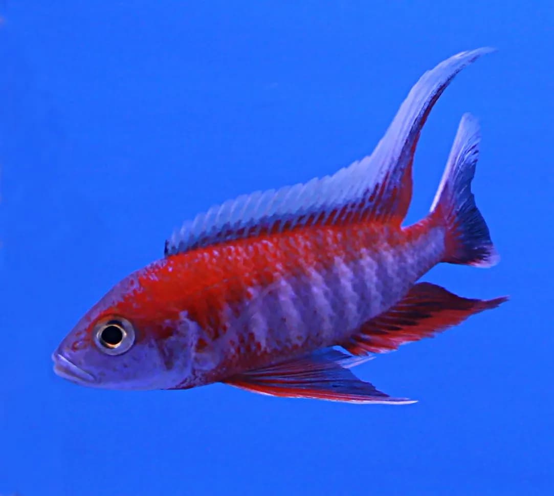Aulonocara (tavus ciklet) (Aulonocara jacobfreibergi)