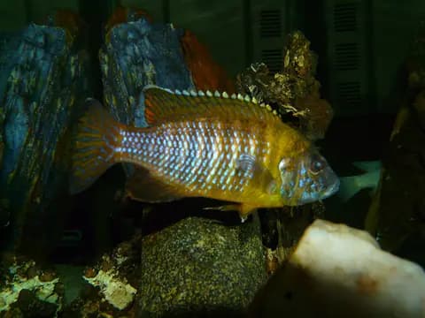 Aulonocara (tavus ciklet) (Aulonocara jacobfreibergi)