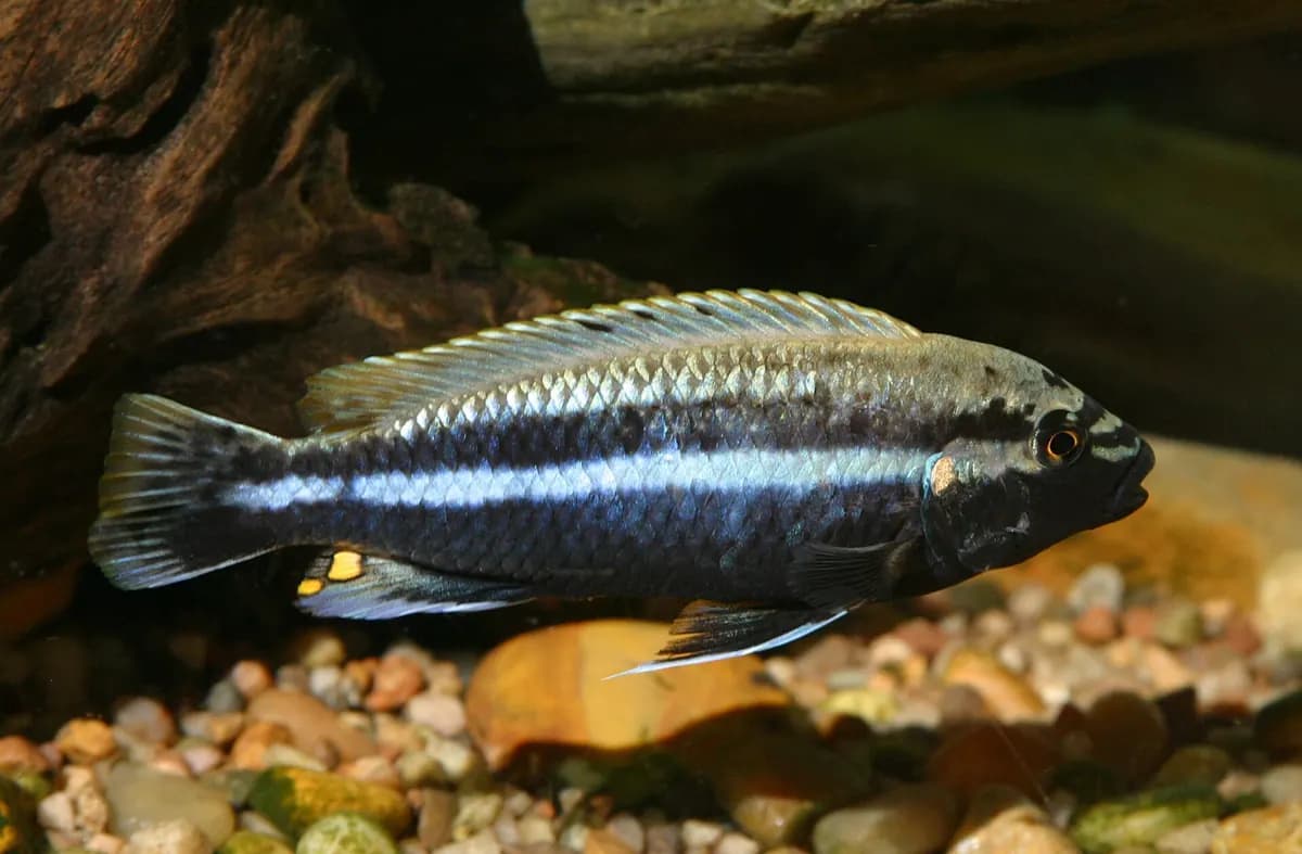 Auratus ciklet (Melanochromis auratus)