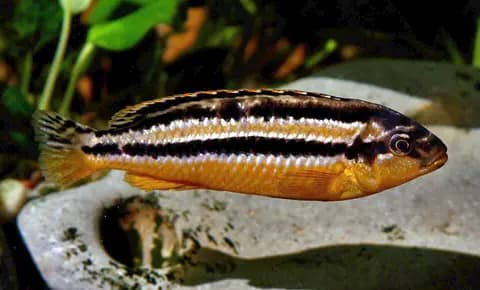 Auratus ciklet (Melanochromis auratus)