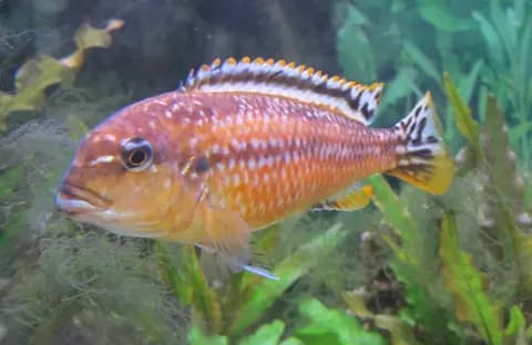 Auratus ciklet (Melanochromis auratus)