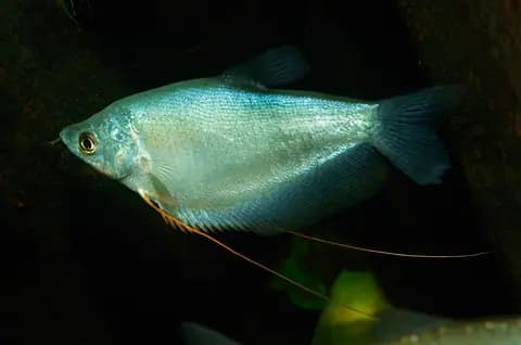 Ay ışığı gurami (Trichopodus microlepis)