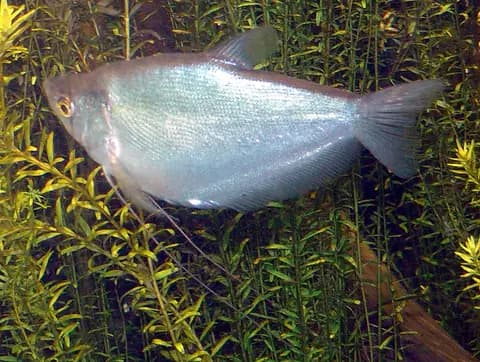 Ay ışığı gurami (Trichopodus microlepis)