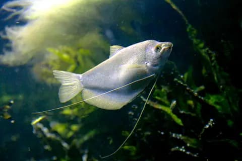 Ay ışığı gurami (Trichopodus microlepis)