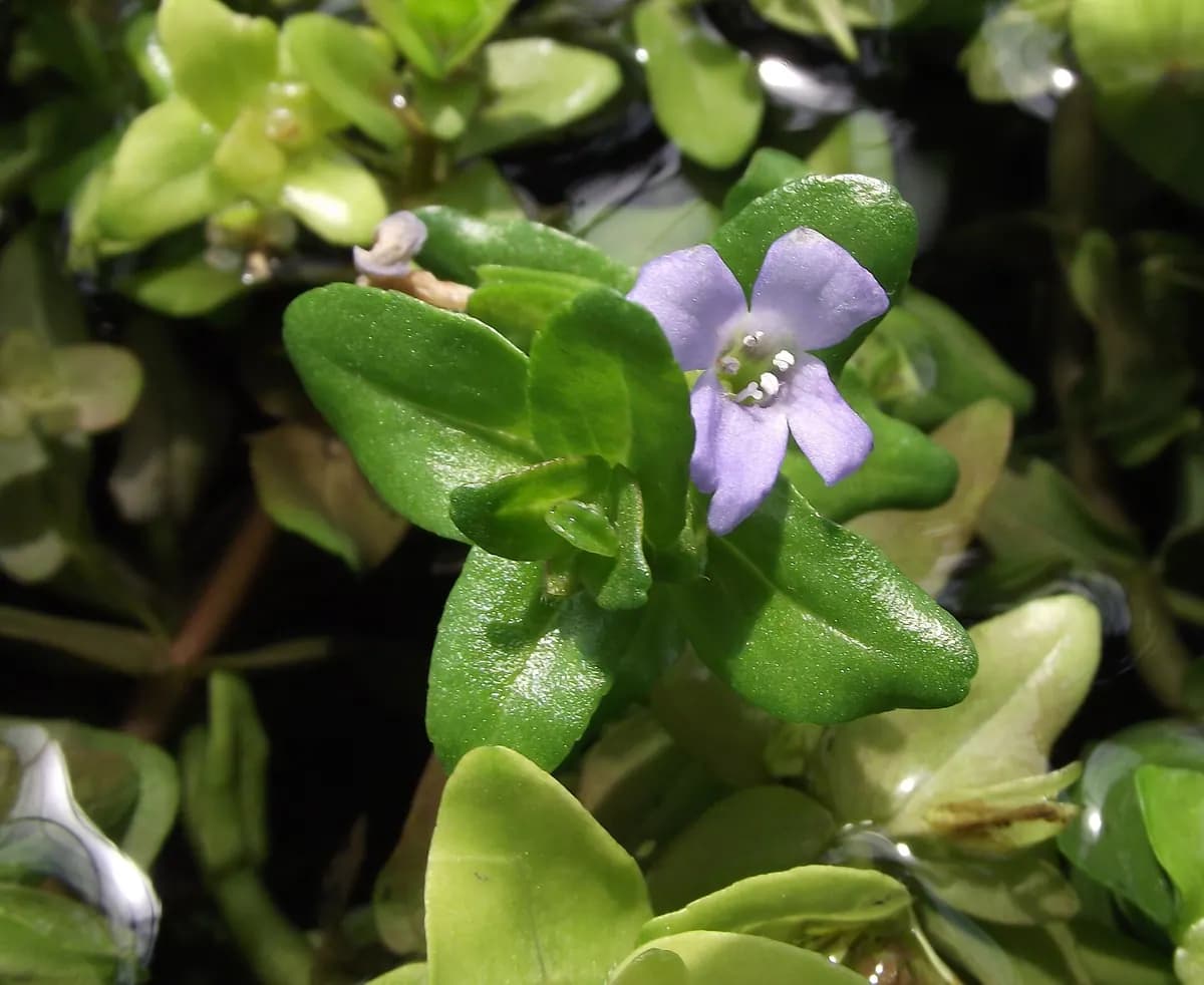 Bacopa (Bacopa caroliniana)