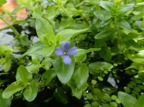 Bacopa (Bacopa caroliniana)