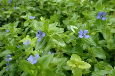 Bacopa (Bacopa caroliniana)
