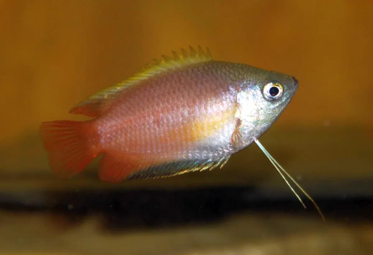 Bal gurami (Trichogaster chuna)