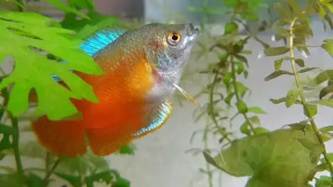 Bal gurami (Trichogaster chuna)